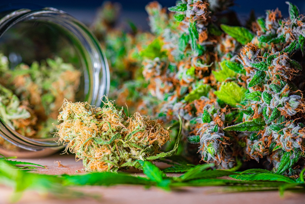 The use of cannabis as medicine has not been rigorously tested due to production and governmental restrictions, resulting in limited clinical research to define the safety and efficacy of using cannabis to treat diseases.