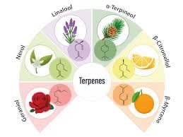 Infographic of terpenes displays six segments with images: lavender, pine, lemon, orange, rose, and eucalyptus. Each relates to a different terpene for cannabis food pairings in Queens