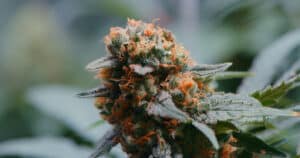 Shot of marijuana growing inside of a grow room