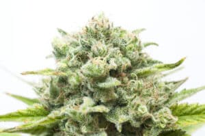 macro shot of a cannabis flower isolated on white