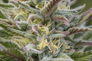 Extreme closeup of legally grown marijuana flower, California.