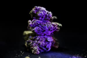 Cannabis bud on black background. Macro Marijuana