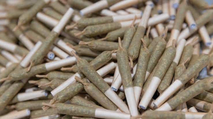 Flor de Fred guide to choosing cannabis prerolls